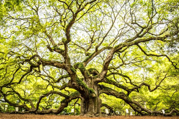 Angel Oak