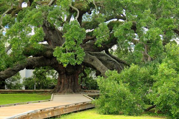 ancient oak