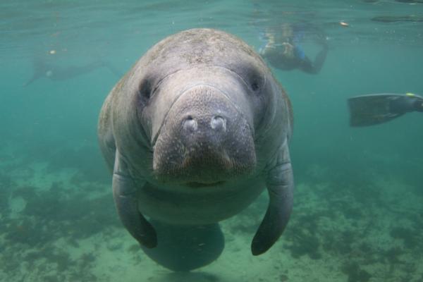 Manatee 