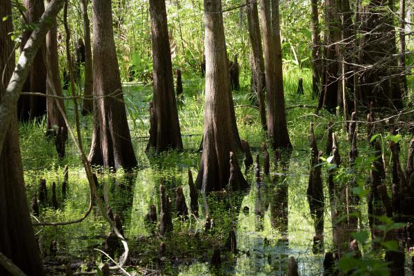 Black Bear Wilderness Area