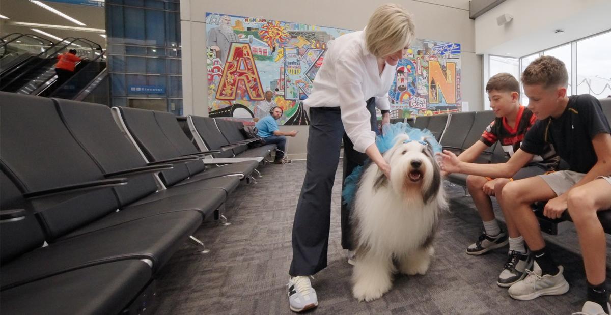 therapy dog in airport